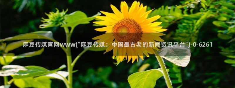 麻豆视频热门合集